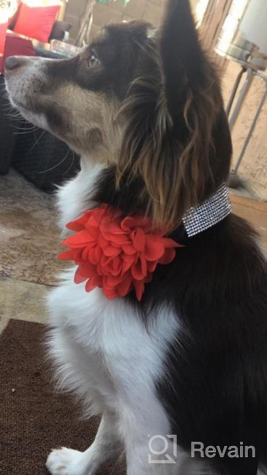 img 1 attached to Soft Velvet Rhinestone Dog Collar With Feminine Charm - Perfect For Medium And Large Female Breeds review by Steven Harper