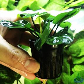 img 2 attached to Оживите свой аквариум с живым растением в горшке Greenpro Anubias Barteri Golden Coin Leaf — гарантия 100% отсутствия улиток