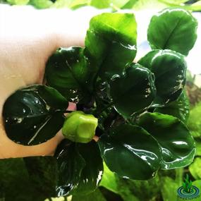 img 3 attached to Оживите свой аквариум с живым растением в горшке Greenpro Anubias Barteri Golden Coin Leaf — гарантия 100% отсутствия улиток