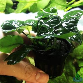 img 1 attached to Оживите свой аквариум с живым растением в горшке Greenpro Anubias Barteri Golden Coin Leaf — гарантия 100% отсутствия улиток