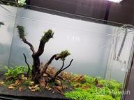 img 1 attached to Greenpro Micranthemum Monte Carlo: Live Large Pearl Grass Aquatic Plant In Tissue Culture Cup For Freshwater Fish Tanks And Aquariums review by Ricky Khan