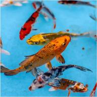 assorted 5-pack of high-quality 5-7" koi fish - varied colors and patterns for your pond logo