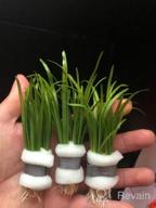 img 1 attached to Create A Stunning Aquascape With Fresh Dwarf Sagittaria Subulata 3-Bunch Live Aquarium Plants By Greenpro review by Juan Anderson