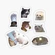 crying cat meme pack sticker logo