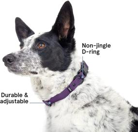 img 1 attached to 🐶 BarkBox Odor Proof & Waterproof Dog Collar - Adjustable Size for Puppies & Adult Dogs: The Ultimate Waterproof and Odor-Free Collar for Your Canine Companion
