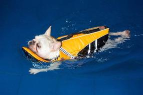 img 3 attached to 🏊 Premium French Bulldog Life Jacket - Ultimate Safety Vest for Swimming with Rescue Handle, Ideal for Chest Girth: 17"-30" & Weight: 17-28LB