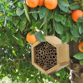 img 1 attached to Boost Your Garden'S Pollination With KIBAGA'S Handmade Bamboo Mason Bee House - A Haven For Productive And Peaceful Bee Pollinators!