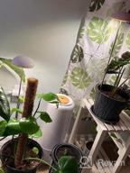 img 1 attached to Full Spectrum LED Grow Lights For Indoor Plants - POTEY 2 Heads, Height Adjustable With Auto On/Off Timer & 5 Dimmable Brightness Settings. review by Dusty Wonsley