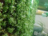 img 1 attached to Live Freshwater Aquarium Plants: Dwarf Baby Tears, Hemianthus Callitrichoides, Java Moss In Vitro TC Cup By Greenpro review by Michael Richardson