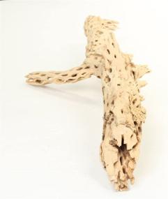 img 1 attached to 🌿 Koyal Wholesale Cholla Wood: Aquarium Branches, Airplants Decor, Reptile Perch – Natural Home Decoration & Chew Toy