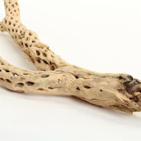img 2 attached to 🌿 Koyal Wholesale Cholla Wood: Aquarium Branches, Airplants Decor, Reptile Perch – Natural Home Decoration & Chew Toy