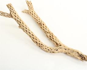 img 3 attached to 🌿 Koyal Wholesale Cholla Wood: Aquarium Branches, Airplants Decor, Reptile Perch – Natural Home Decoration & Chew Toy