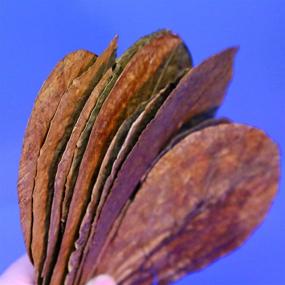 img 2 attached to 🌿 Premium Grade Indian Almond Leaf KETAPANG - 50pcs 4"-7" Tantora Catappa Leaves for Shrimp and Fish