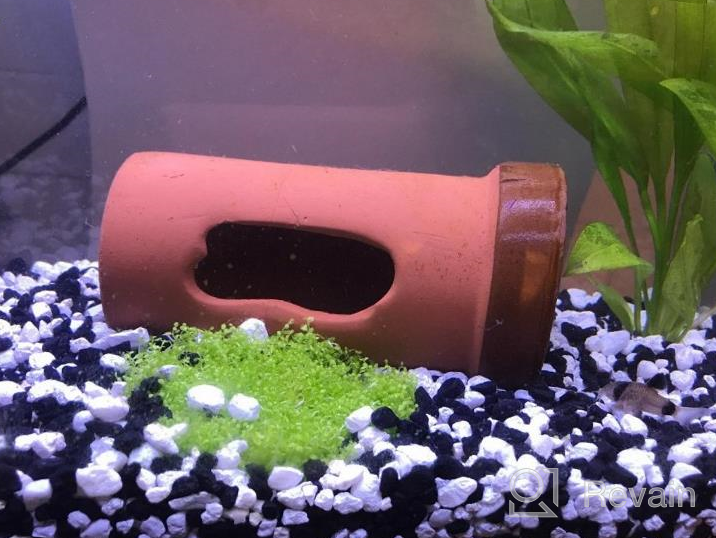 img 1 attached to Live Freshwater Aquarium Plants: Dwarf Baby Tears, Hemianthus Callitrichoides, Java Moss In Vitro TC Cup By Greenpro review by Yousef Clark
