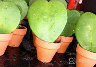 картинка 1 прикреплена к отзыву 48 Pcs 2In Tiny Terracotta Pots W/ Drainage Holes - Perfect For Succulents, Crafts & Wedding Favors! от Greg Simms