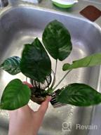 img 1 attached to Add Vibrance To Your Aquarium With Greenpro Anubias Barteri Live Plants review by Antonio Scisson