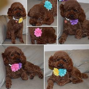 img 1 attached to Collar Flowers Multicolored Grooming Accessories