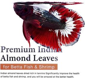 img 2 attached to 🍃 JAITAN Premium Indian Almond Leaves – Water Conditioner, Fish Fin Color Enhancement, Betta Fish & Shrimp Breeding, 50g (20+ Leaves/Pack), 8-10 Inches