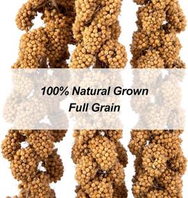 img 2 attached to 🐦 5.5 LB Parakeet Spray Millet: 100% Natural Dried Millet Grain for Birds, Non-GMO Millet Spray Bird Treat - Perfect for Cockatiels, Finches, Parrots & Lovebirds