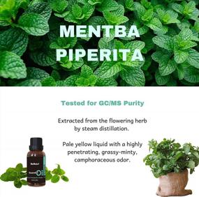 img 3 attached to Benatu Peppermint Oil - Ideal For Hair Growth, Aromatherapy, And Stress Relief - Perfect For Use With Shampoo, Soap, And Shower Gel