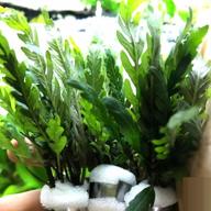 3 bundles of greenpro hygrophila pinnatifida miramar weed live aquarium plant for freshwater fish tank logo
