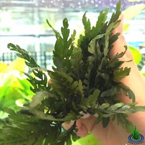 img 1 attached to 3 комплекта Greenpro Hygrophila Pinnatifida Miramar Weed Live Aquarium Plant для пресноводного аквариума