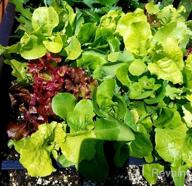 img 1 attached to 10 Varieties Of Heirloom Lettuce Seeds - 85%+ Germination Rate, Non-GMO & USA Source For Planting Survival Garden review by William Gildea
