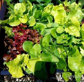 img 6 attached to 10 Varieties Of Heirloom Lettuce Seeds - 85%+ Germination Rate, Non-GMO & USA Source For Planting Survival Garden