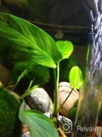 img 1 attached to Live Anubias Hastifolia Arrowhead Aquarium Plant - Enhance Your Freshwater Fish Tank With Natural Decoration And Aquatic Beautification review by Mandy Martin