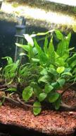 img 1 attached to Revitalize Your Freshwater Fish Tank With Greenpro Microsorum Pteropus Java Fern - Full Potted Live Aquarium Plants review by David Hayden