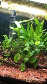 img 3 attached to Revitalize Your Freshwater Fish Tank With Greenpro Microsorum Pteropus Java Fern - Full Potted Live Aquarium Plants