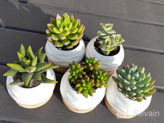 img 1 attached to 🌱 ZOUTOG Mini White Ceramic Succulent Pots with Bamboo Tray - Pack of 6, 3.15 inch Flower Planter Pot - Plants Not Included review by Don Taniguchi