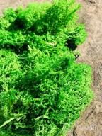 img 1 attached to Chartreuse Preserved Stardom Moss - Perfect For Fairy Gardens, Terrariums, Craft Projects & Weddings (3OZ) review by Gary Morris