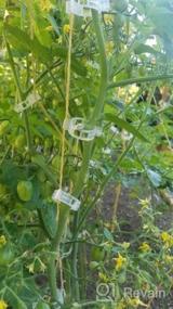 img 5 attached to 300-Pack Tomato Trellis Clips For Healthy Vine Growth And Support In Your Garden - Ideal For Vegetables And Plant Vines
