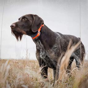 img 2 attached to Спортивный ошейник SportDOG для собак во время тренировок и поведенческой коррекции.