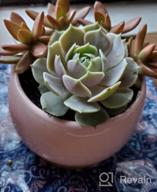 img 1 attached to 🌵 Jusalpha Large Porcelain Succulent Cactus Planter with Drainage Hole & Bamboo Saucer for Indoor Plants, Planter 07 (Pink) review by Harel Leary