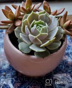 img 8 attached to 🌵 Jusalpha Large Porcelain Succulent Cactus Planter with Drainage Hole & Bamboo Saucer for Indoor Plants, Planter 07 (Pink)