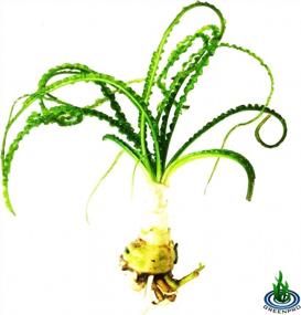 img 1 attached to Пресноводное живое аквариумное растение - Greenpro Африканский лук с корнем Crinum Calamistratum Sprouted