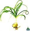 freshwater live aquarium plant - greenpro african onion rooted bulb crinum calamistratum sprouted logo