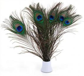 img 4 attached to 20Pcs Natural Peacock Feathers 10-12In - Great For Christmas, Halloween, Home Decor & Weddings!
