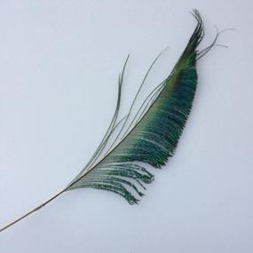 img 1 attached to Sowder Natural Peacock Sword Feathers 10-15 Inches For Wedding Home Decoration Pcak Of 50