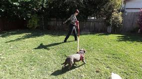 img 1 attached to Primal Pet Gear Leash Long Dogs ... Training & Behavior Aids