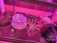 img 1 attached to 3 Pack LED Grow Light Bulbs, Neporal A19 9W 75W Equivalent Full Spectrum Plant Growing Lights For Indoor Plants Seedlings Budding Flowering & Extension Growth, Warm White Plant Light Bulbs. review by Ryan Pollock