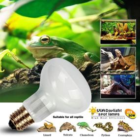 img 1 attached to 🦎 2-Pack Reptile Heat Lamp Bulb/Light, UVA Basking Spot Heat Lamp for Lizard, Tortoise, Bearded Dragon, Hedgehogs, Reptiles & Amphibians + Stick-on Digital Temperature Thermometer