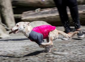 img 1 attached to 🐶 Cozy Canine Friendly Dog Shirt: Keeping Your Four-legged Friend Comfortable in Style