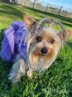 img 1 attached to 👗 QingLuo Sweet Puppy Dog Princess Dress - Pink/Purple Bow Lace Tutu Skirt - Doggie Dress for Dog/Cat (X-Small, Purple) review by Tony Stennis