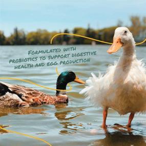 img 1 attached to 🦆 Manna Pro Duck Layer Pellet: Boost Egg Production with High Protein & Probiotics for Optimal Digestion Support