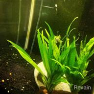 img 1 attached to 🌿 Enhance Your Freshwater Fish Tank with Greenpro Java Fern on Driftwood Live Aquarium Plants review by Travis Rio