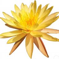 hardy aquatic plant - live yellow water lily tuber (nymphaea pinvaree) for aquariums, freshwater fish ponds, and flower gardens logo