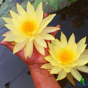 img 1 attached to Hardy Aquatic Plant - Live Yellow Water Lily Tuber (Nymphaea Pinvaree) для аквариумов, пресноводных рыбных прудов и цветников